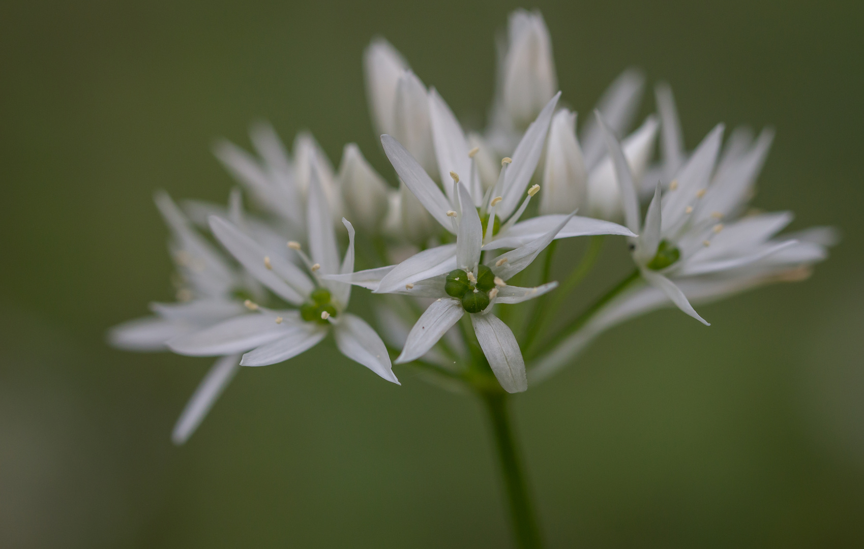 Bärlauchblüte