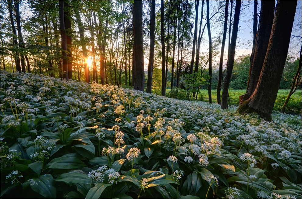 Bärlauchblüte