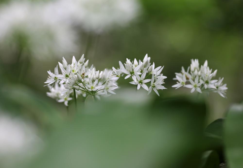 Bärlauchblüte