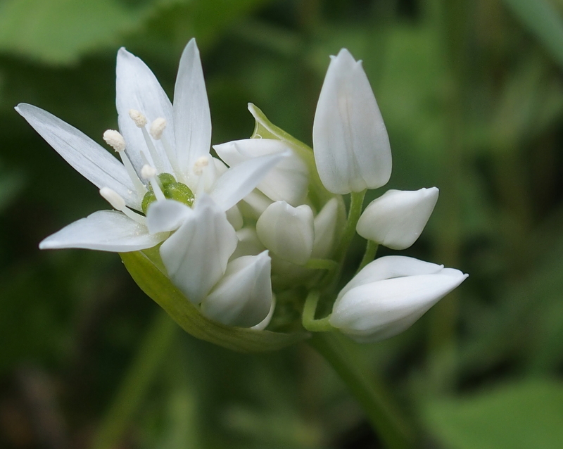 Bärlauchblüte 'Allium ursinum'
