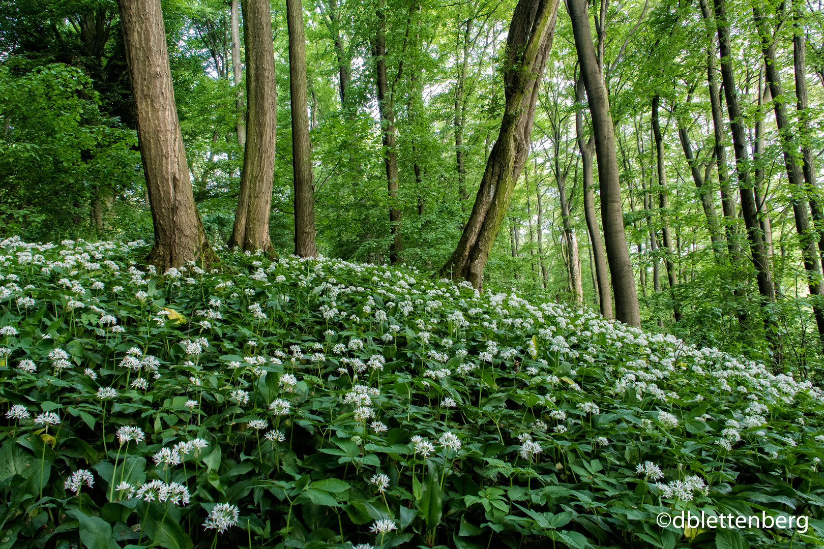 Bärlauchblüte am...