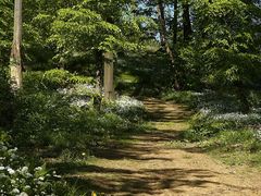 Bärlauchblüte auf dem Hesselberg