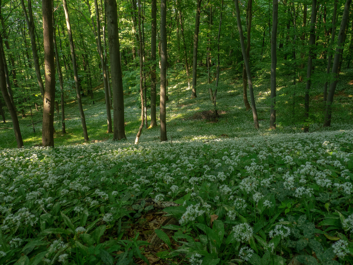 Bärlauchblüte auf dem Hörselberg