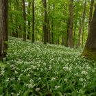 Bärlauchblüte auf dem Hörselberg