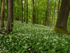 Bärlauchblüte auf dem Hörselberg