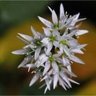 Bärlauchblüte aus dem Märchenwald