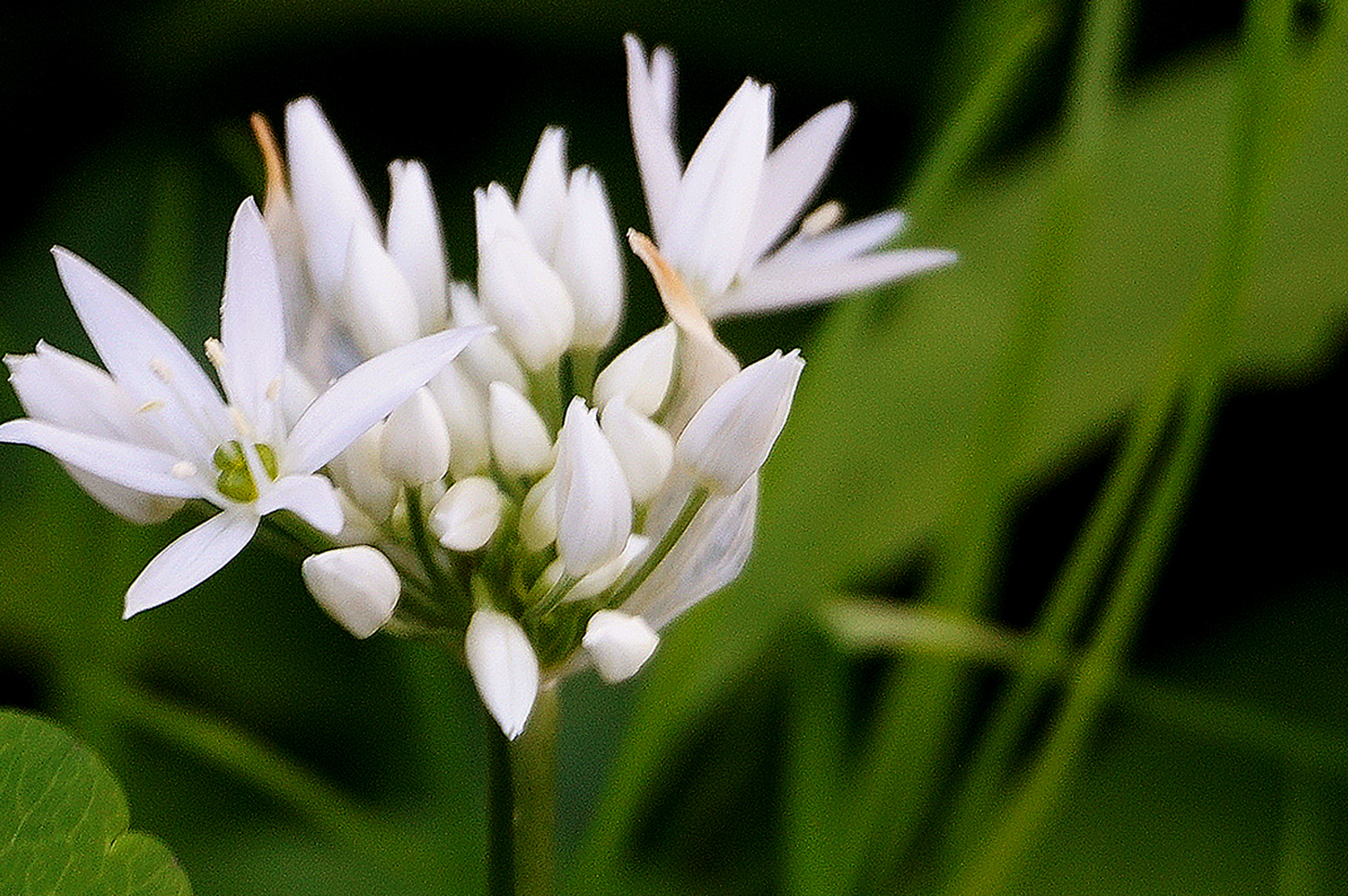 Bärlauchblüte