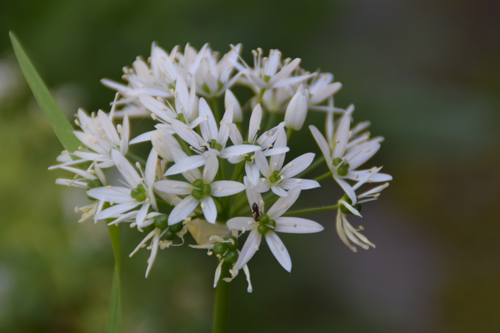 Bärlauchblüte