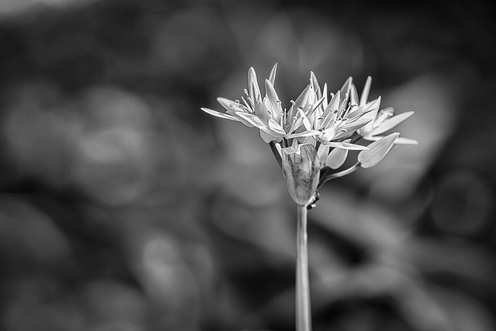 Bärlauchblüte