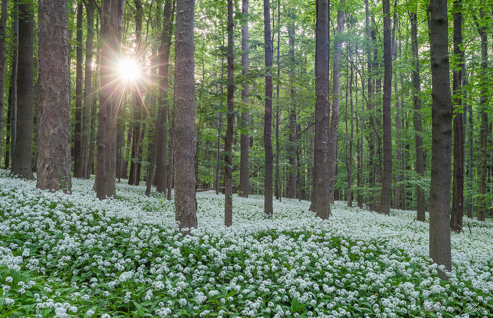 Bärlauchblüte