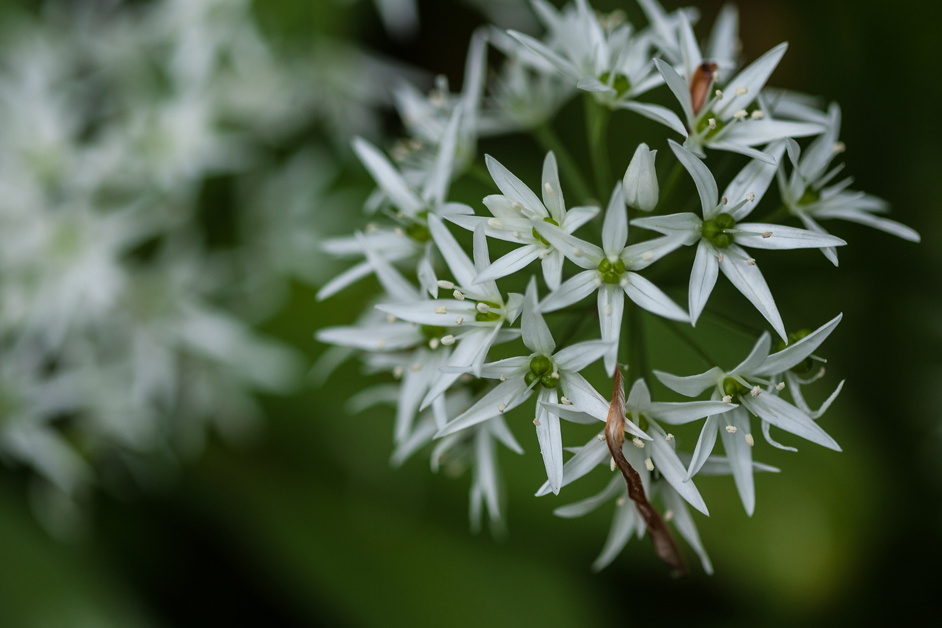 Bärlauchblüte