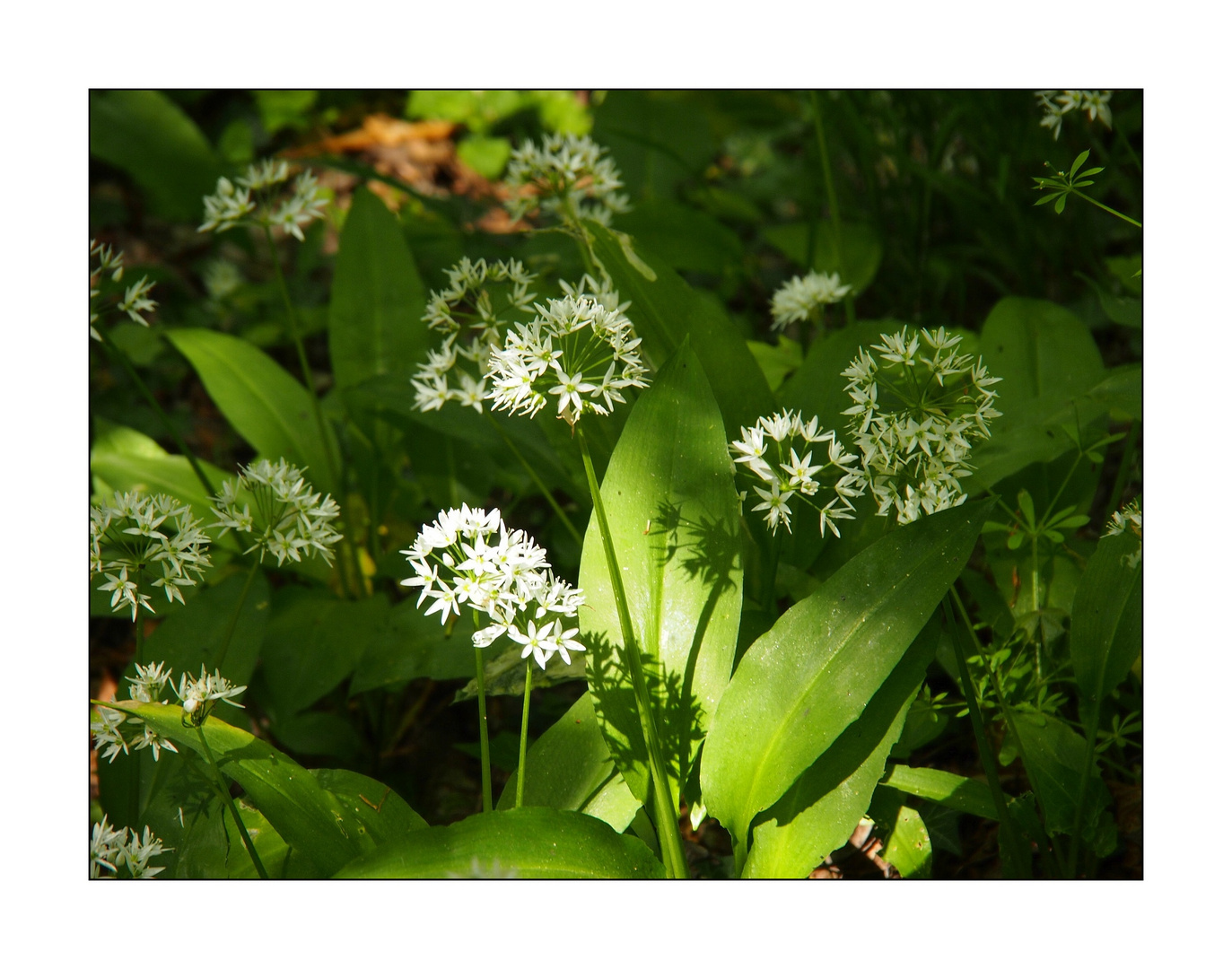 Bärlauchblüte