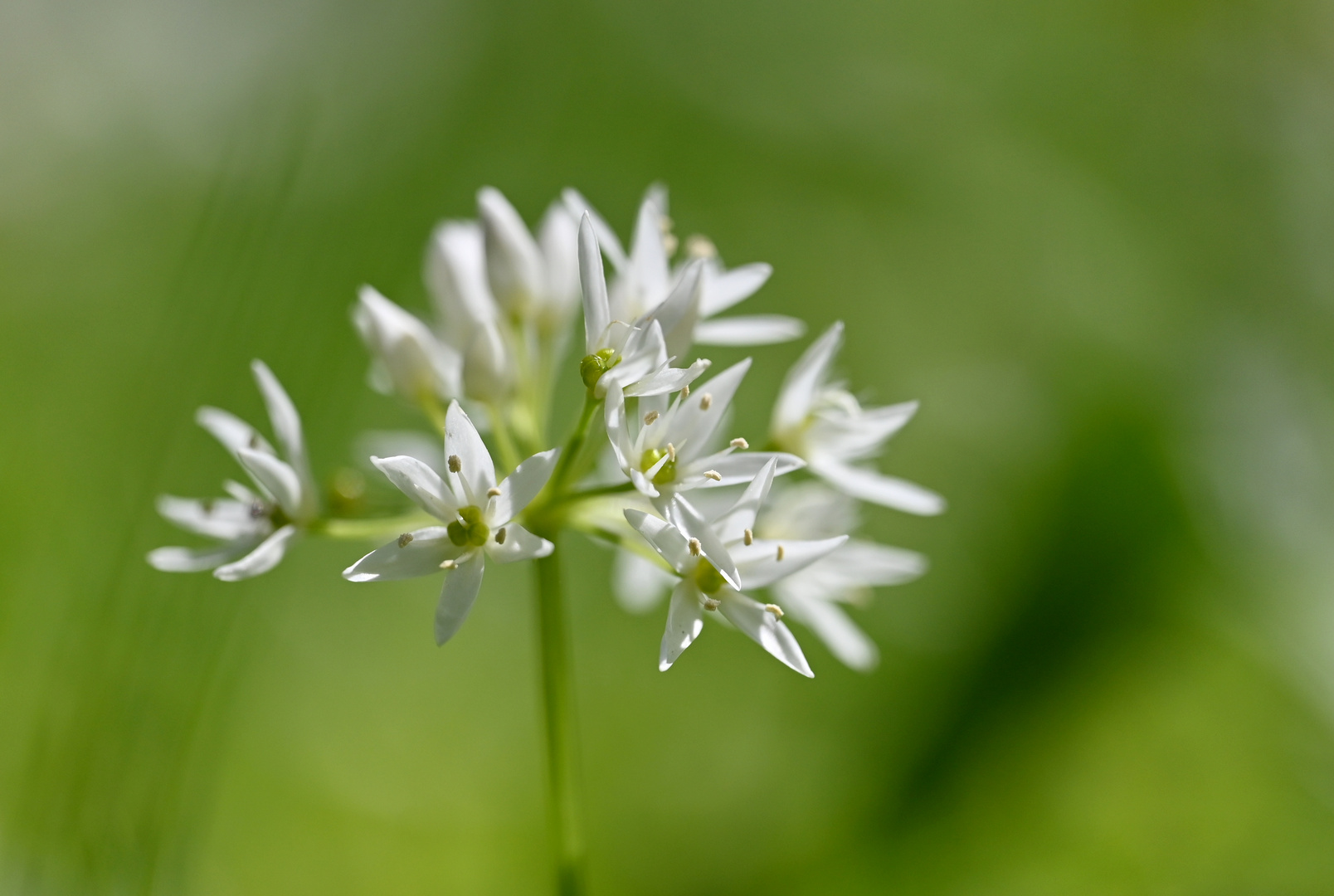 Bärlauchblüte