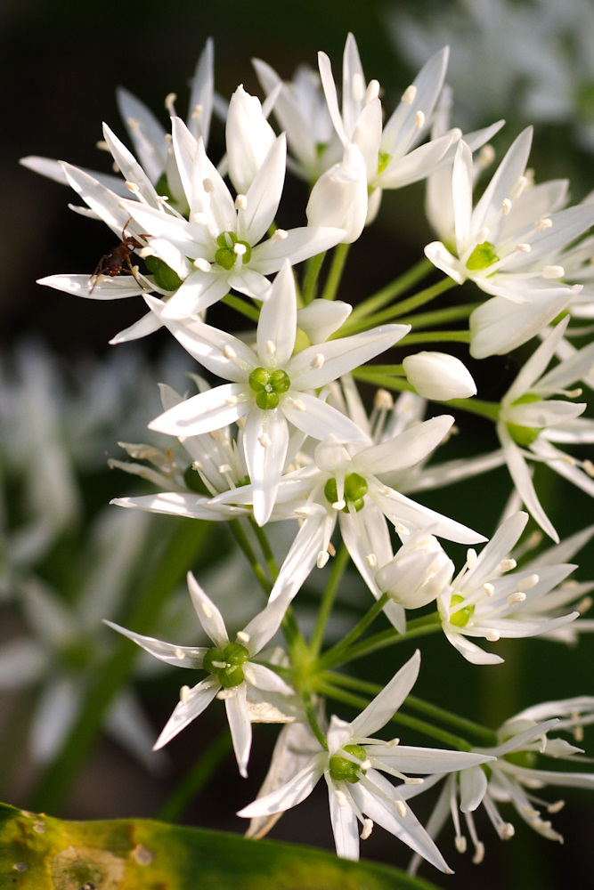 Bärlauchblüte