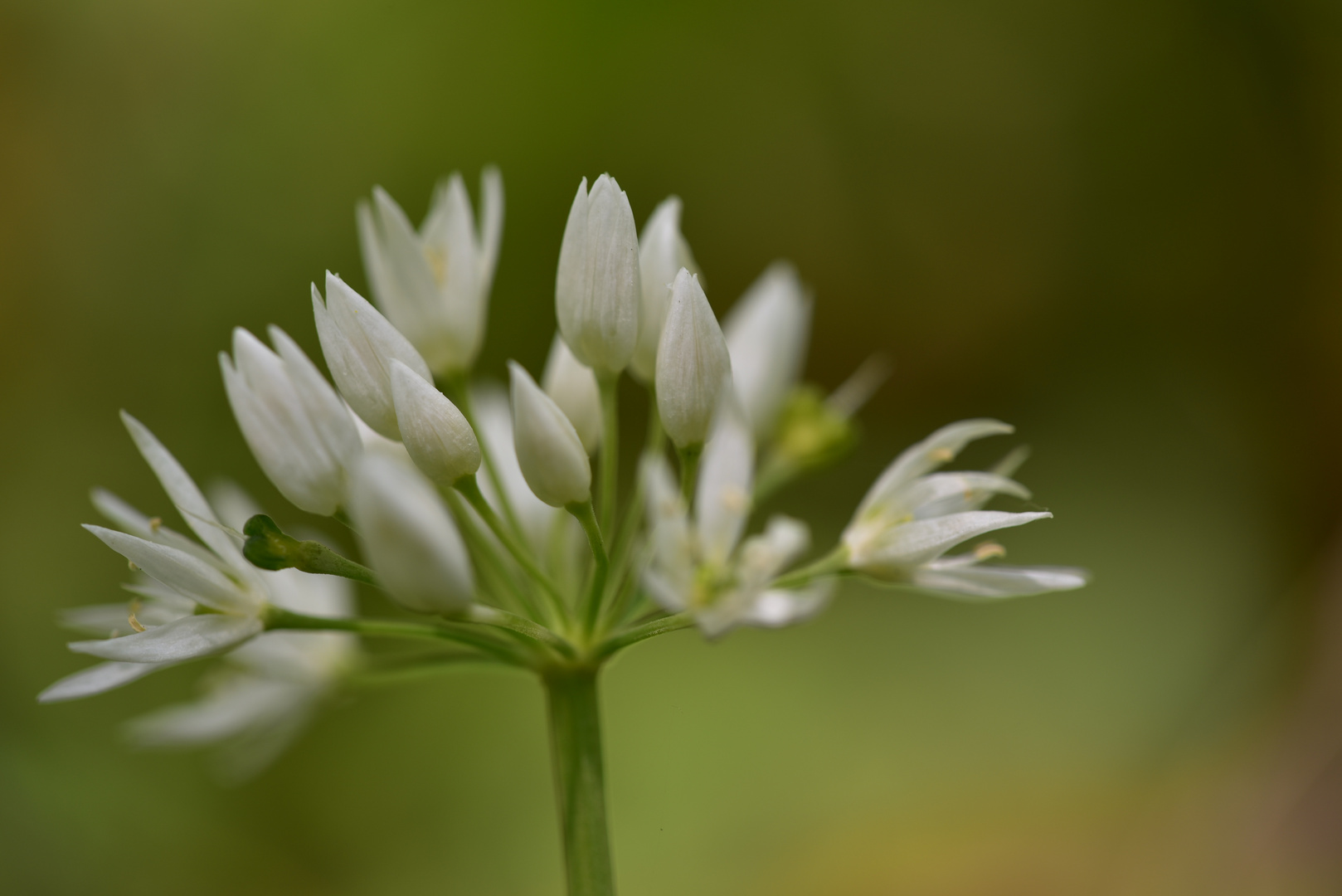 Bärlauchblüte