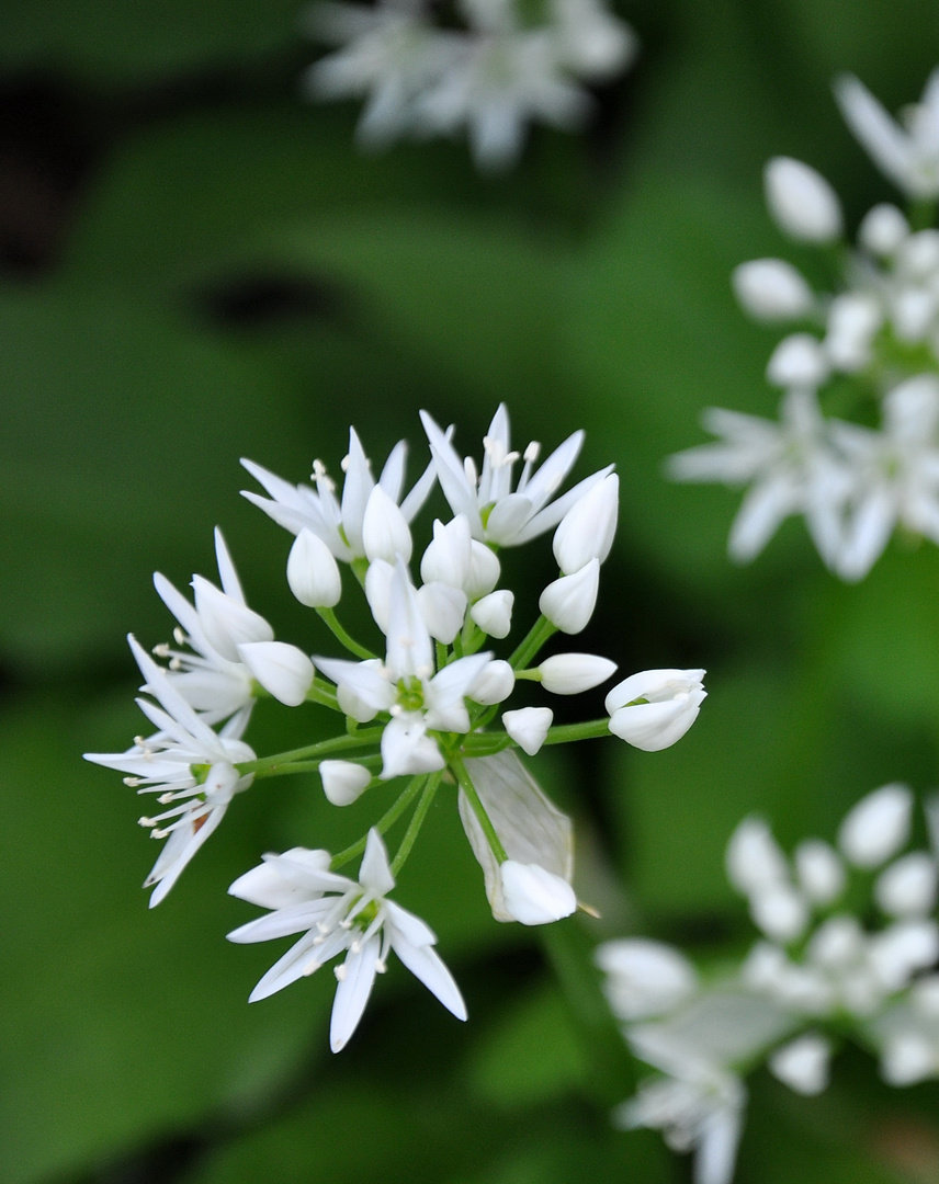 Bärlauchblüte