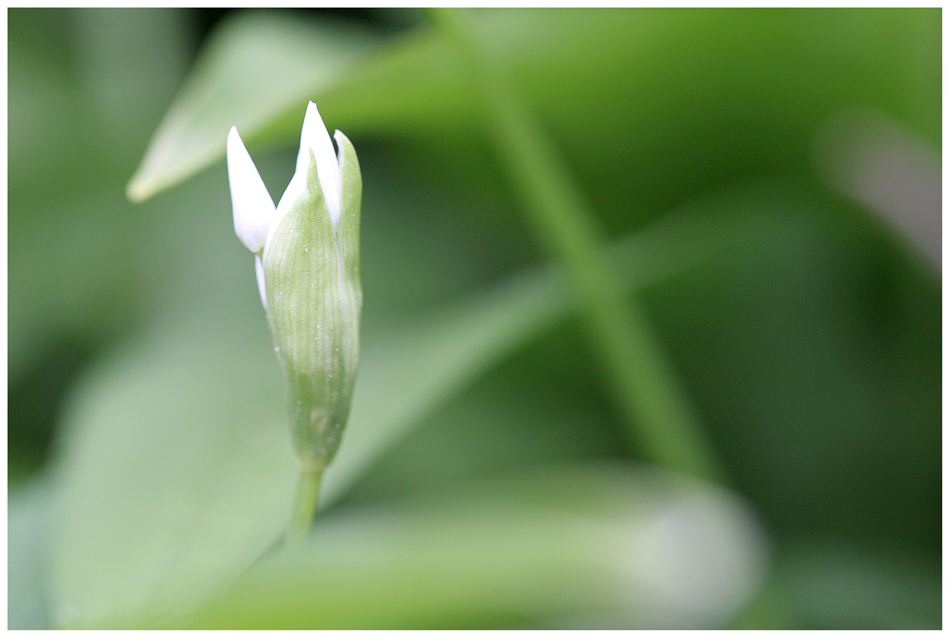 Bärlauchblüte