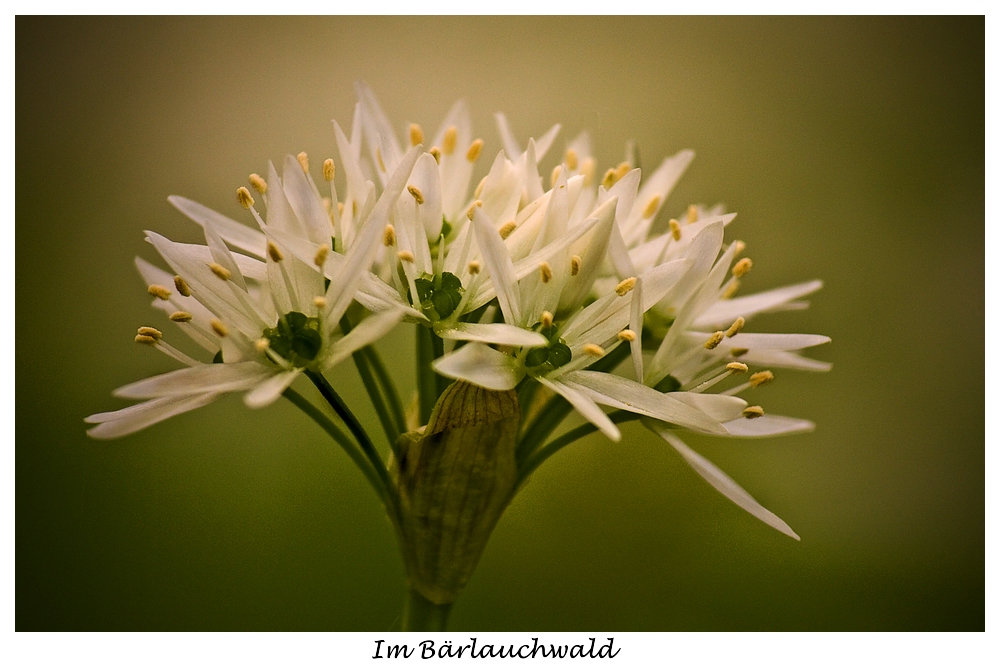 Bärlauchblüte I