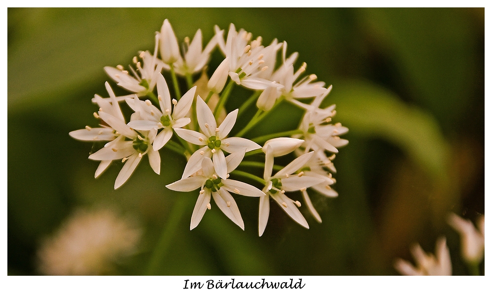 Bärlauchblüte II