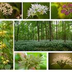 Bärlauchblüte im Auenwald