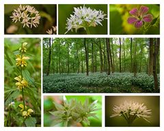 Bärlauchblüte im Auenwald