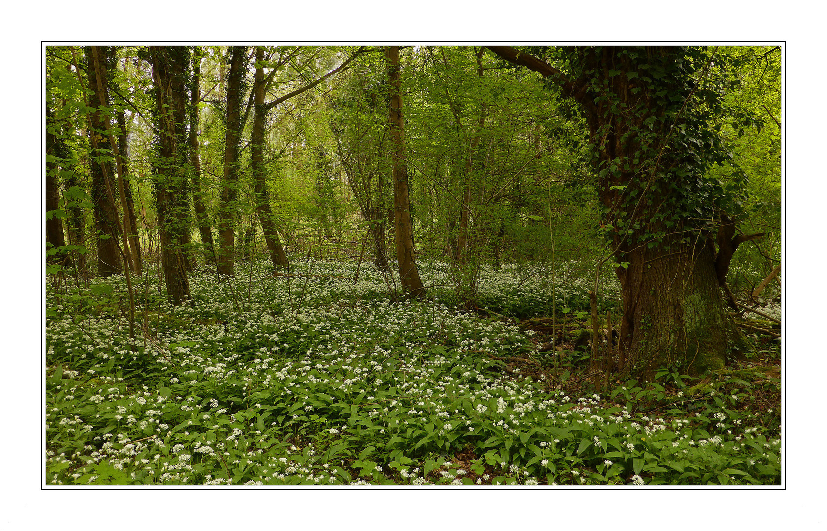 Bärlauchblüte im Auwald bei Helmlingen