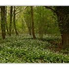 Bärlauchblüte im Auwald bei Helmlingen