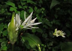 Bärlauchblüte im Elsass