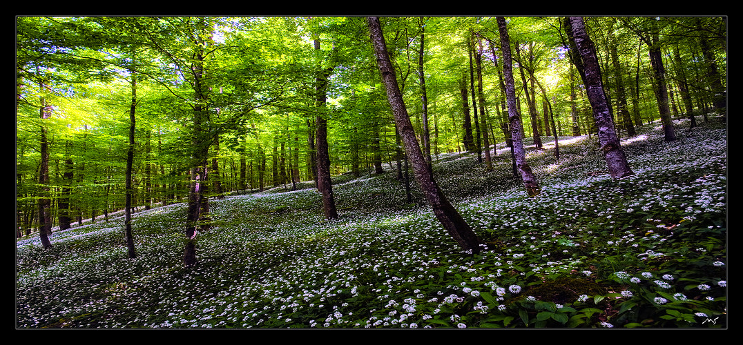 Bärlauchblüte im Hegau #1