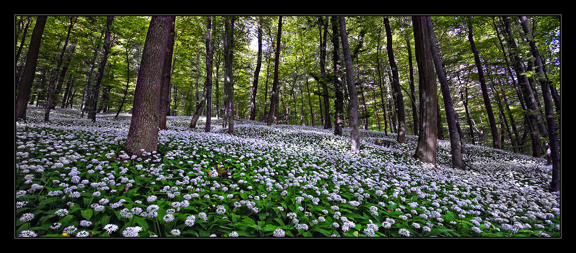 Bärlauchblüte im Hegau #2