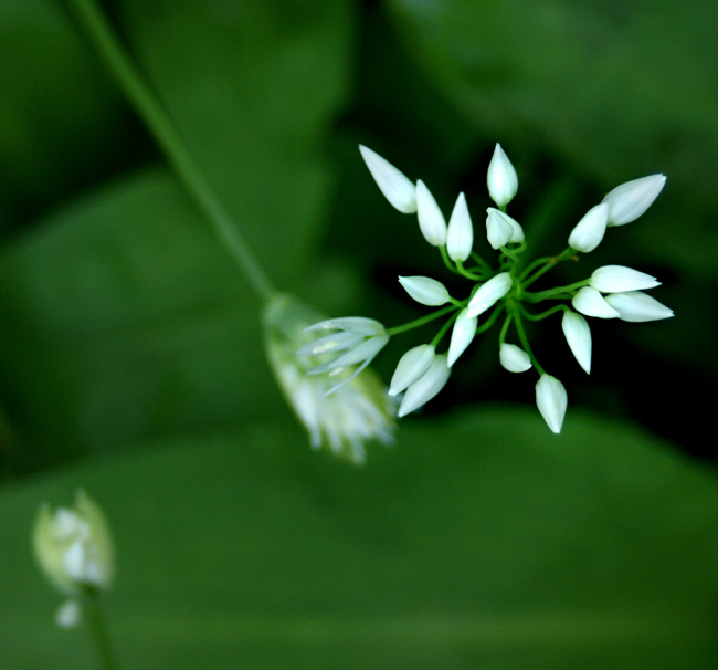 Bärlauchblüte im Mai