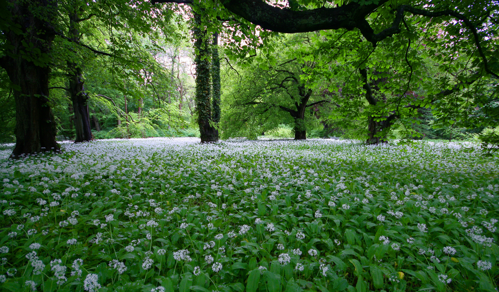 Bärlauchblüte im Park zu Putbus