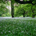 Bärlauchblüte im Park zu Putbus