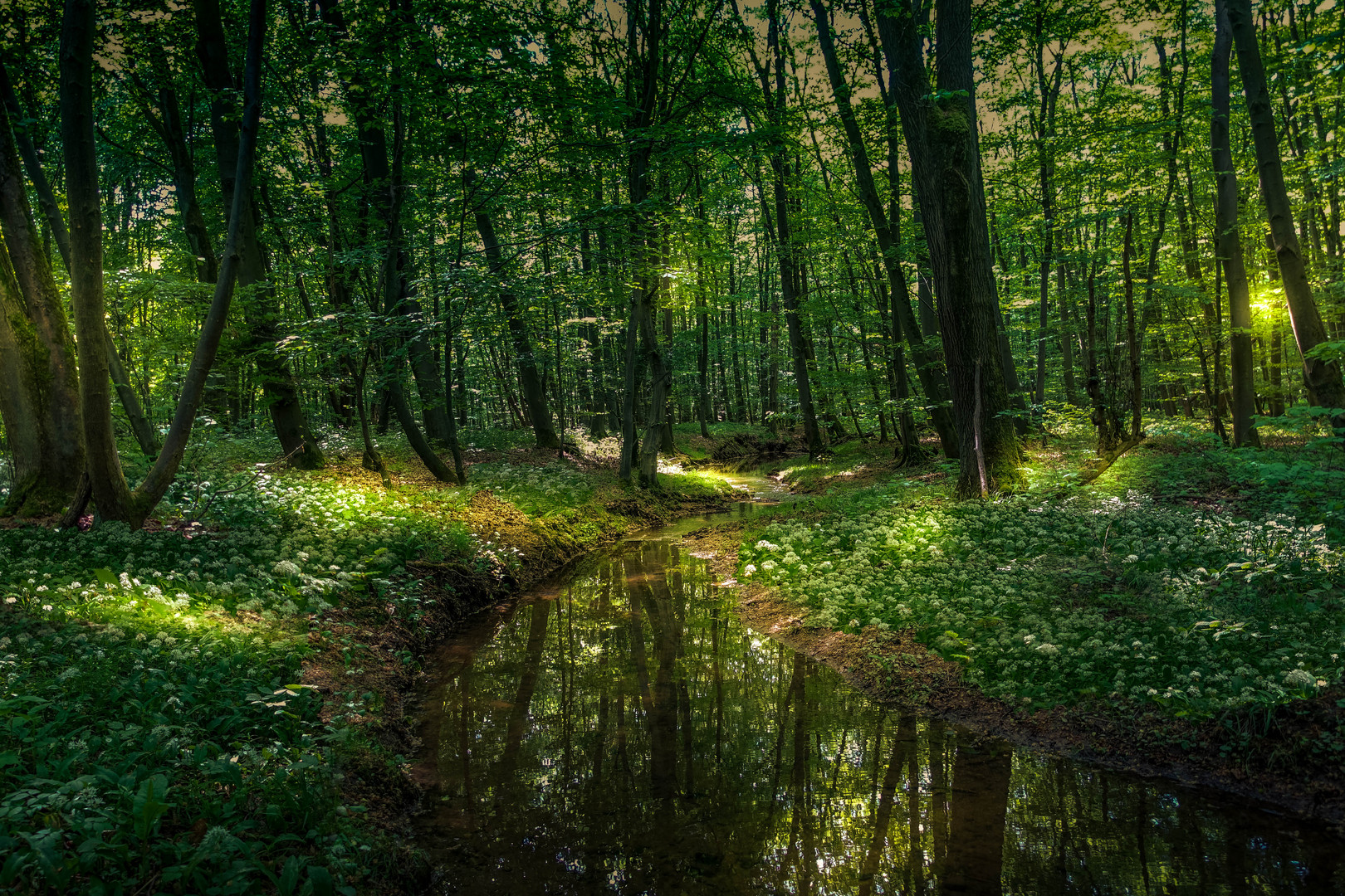 BÄRLAUCHBLÜTE IM WALD