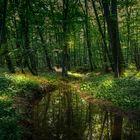 BÄRLAUCHBLÜTE IM WALD