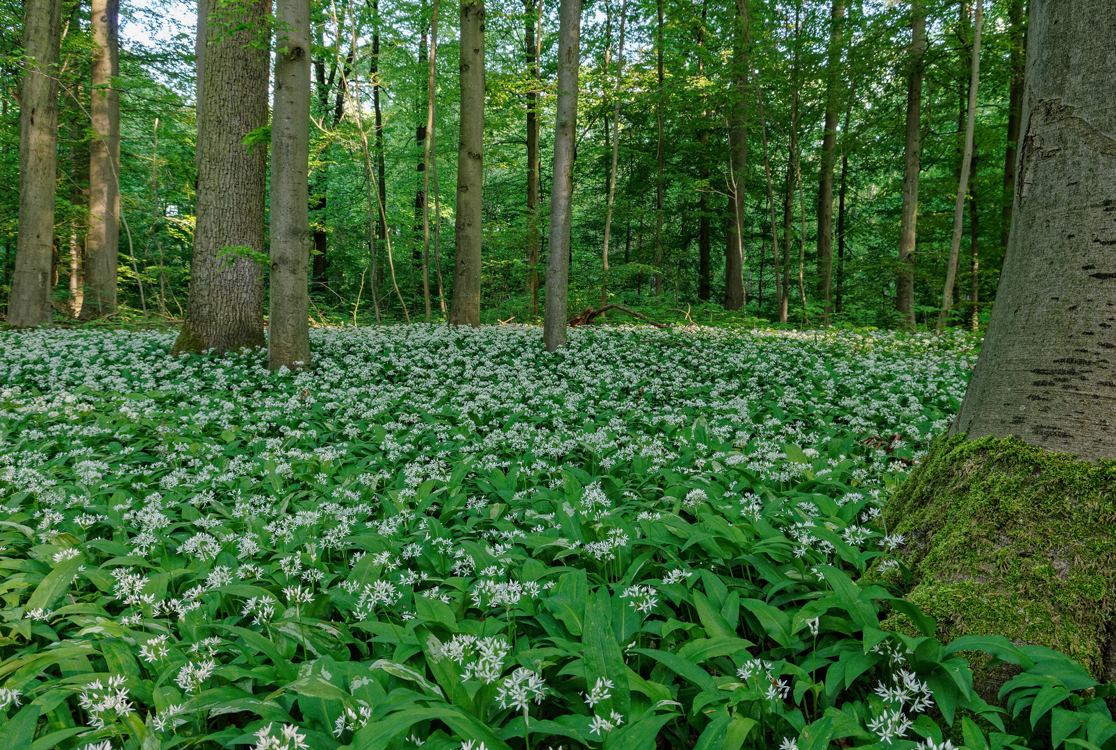 Bärlauchblüte in den Rheinauen