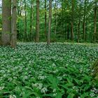 Bärlauchblüte in den Rheinauen