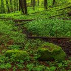 Bärlauchblüte in der Ammerschlucht