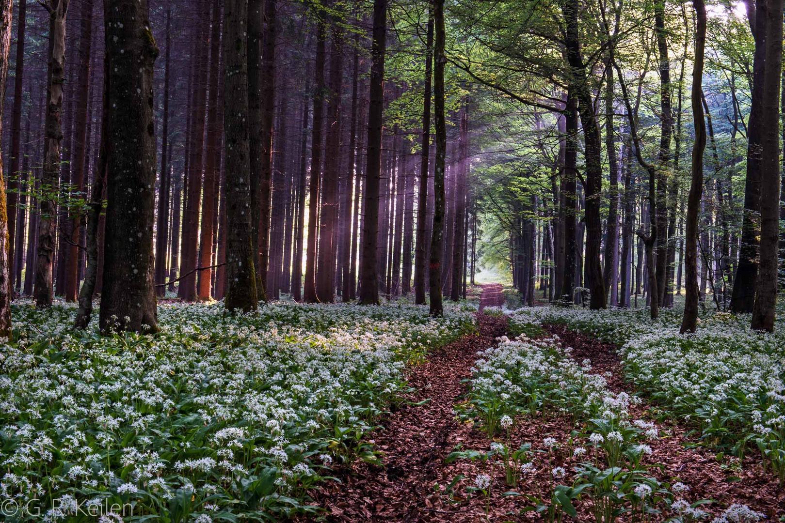 Bärlauchblüte in der Schönecker Schweiz 2018