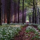 Bärlauchblüte in der Schönecker Schweiz 2018