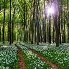 Bärlauchblüte in der Schönecker Schweiz