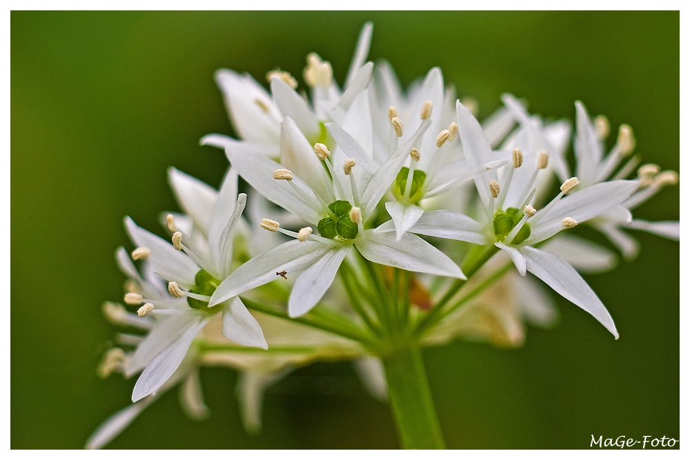 Bärlauchblüte IV