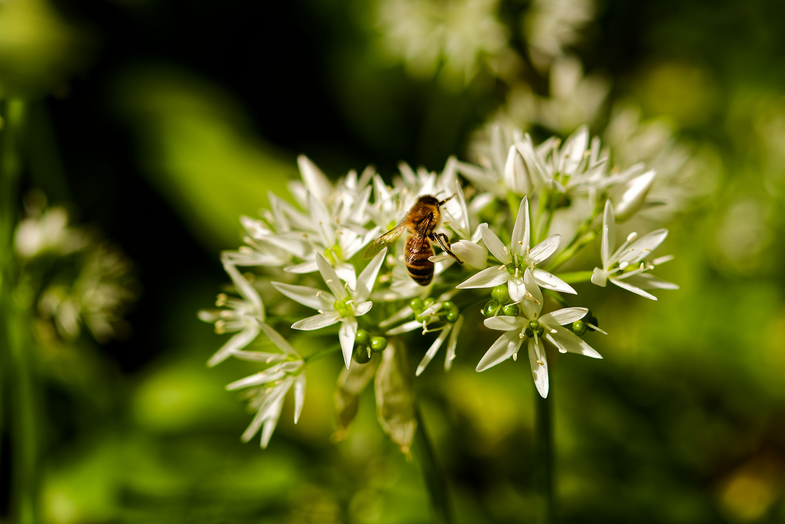 Bärlauchblüte mit Biene