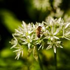 Bärlauchblüte mit Biene