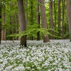 Bärlauchblüte, weiß und mit feiner Knoblauchnote.