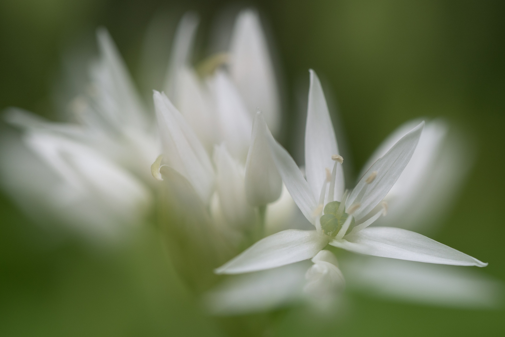 Bärlauchblüten