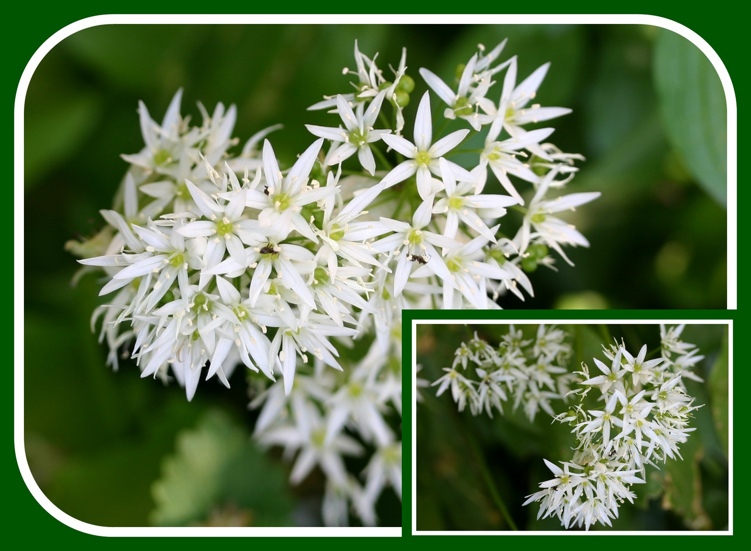 Bärlauchblüten