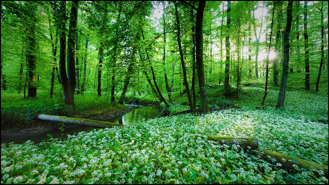 Bärlauchblüten