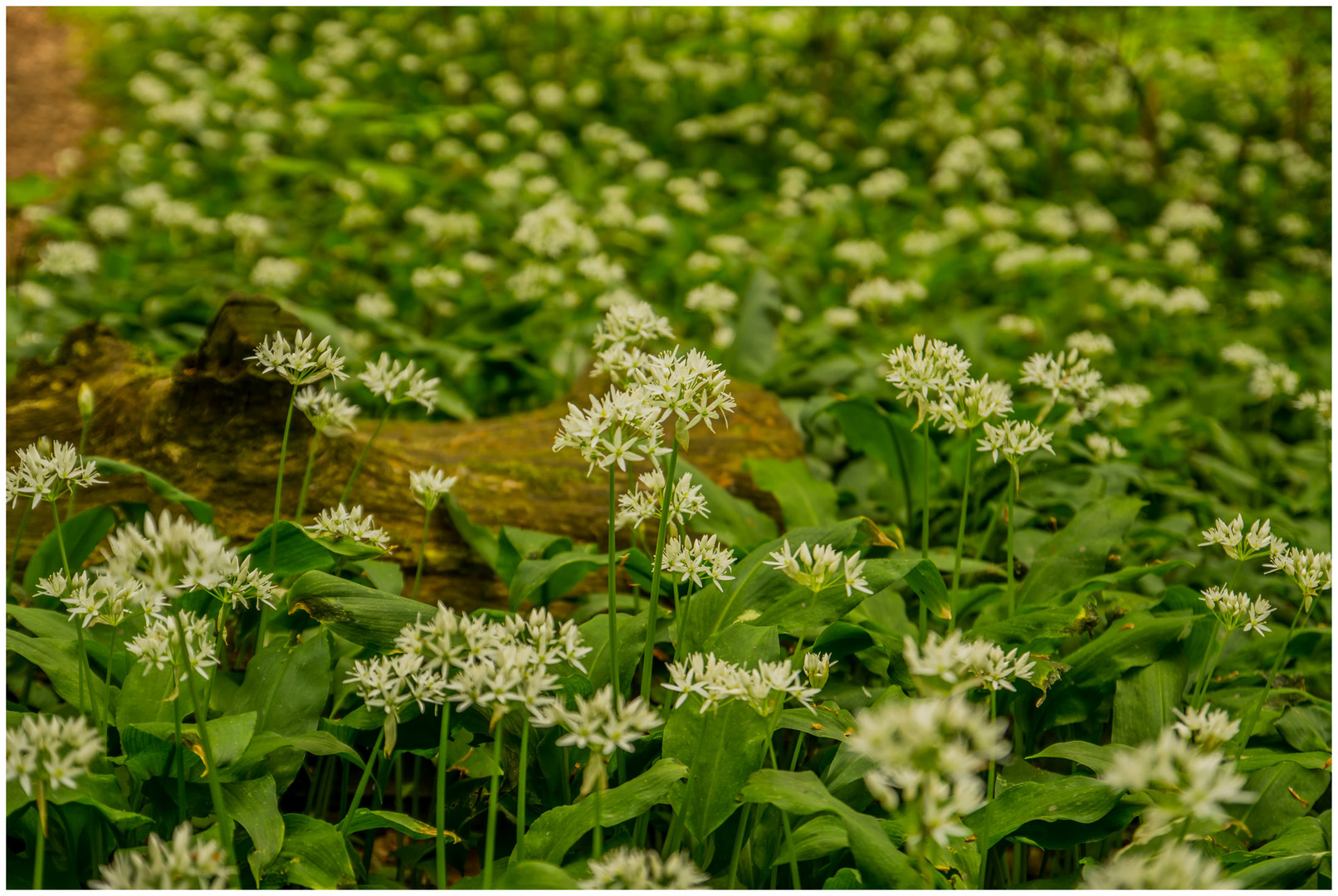 Bärlauchblüten