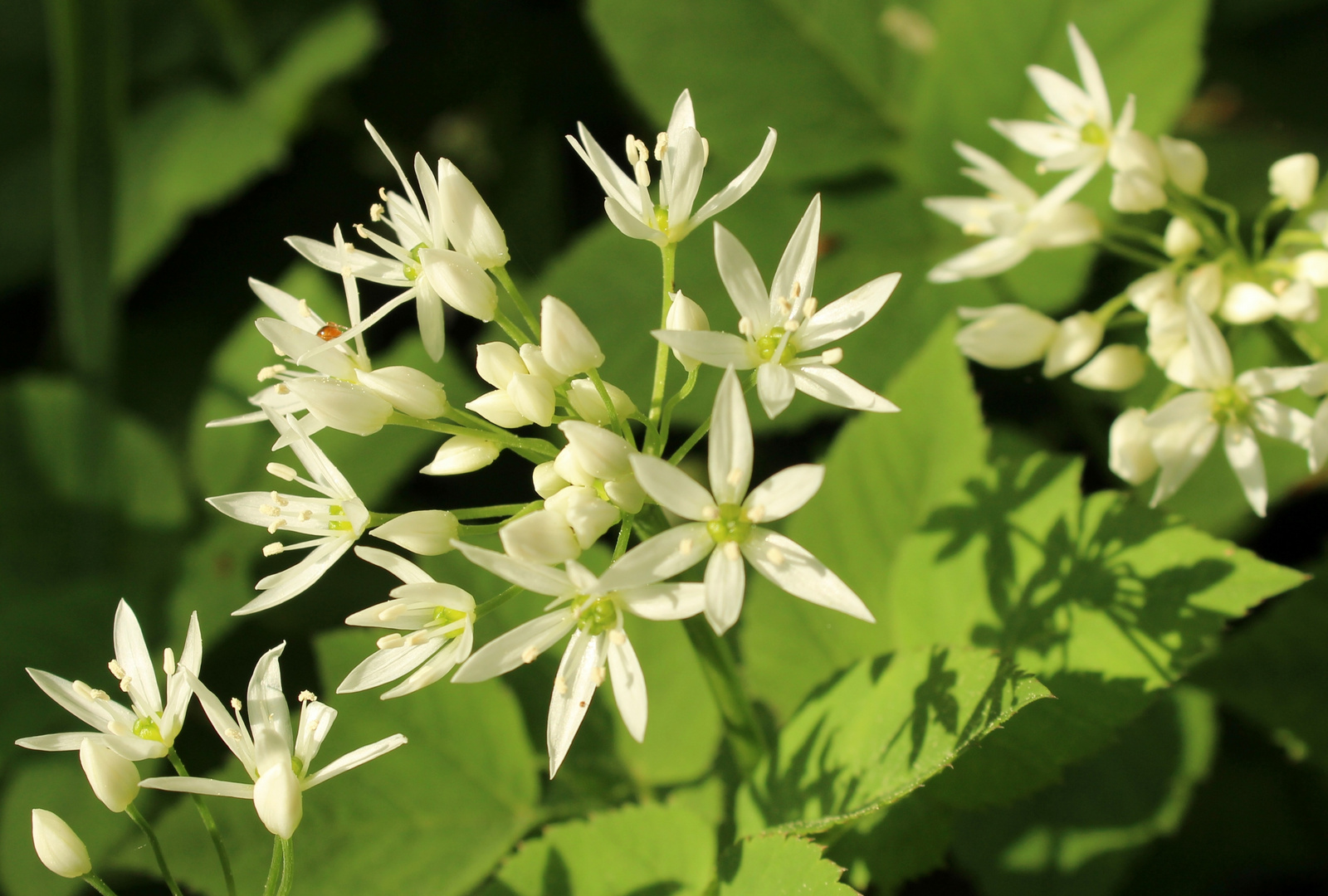 Bärlauchblüten